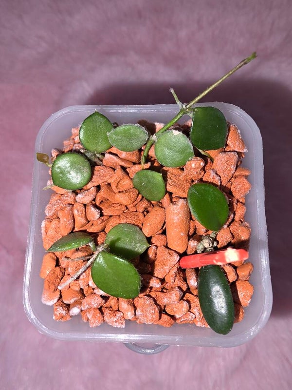 💚 Hoya Wachsblume peltata Top Cutting bewurzelt 💚