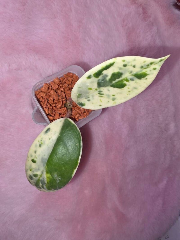 🔥RARITÄT🔥💚 Hoya carnosa " Madara Snow Angel" bewurzelter Ableger 💚