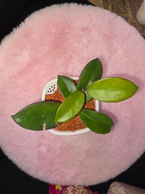 💚 Hoya skinneriana "Big Dee's One " top Cutting 💚