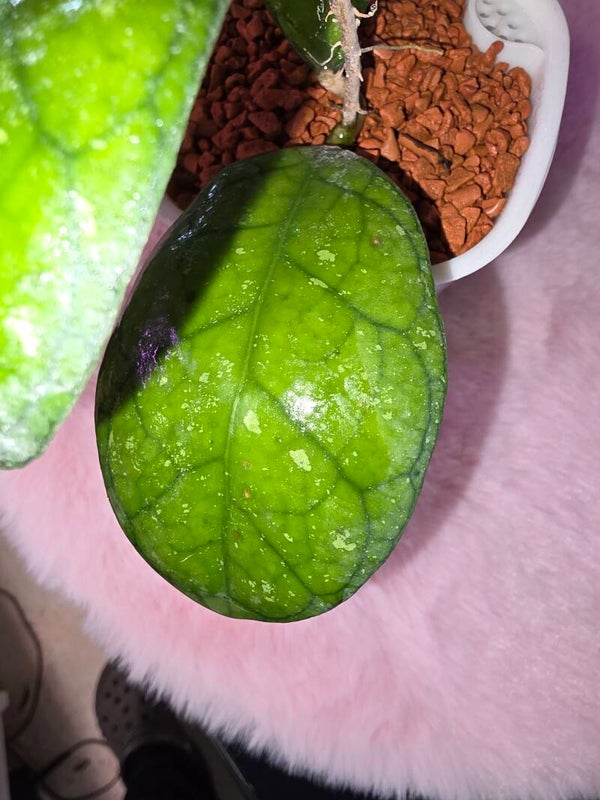 💚 Hoya larisa Splash Top Cutting leicht bewurzelt 💚