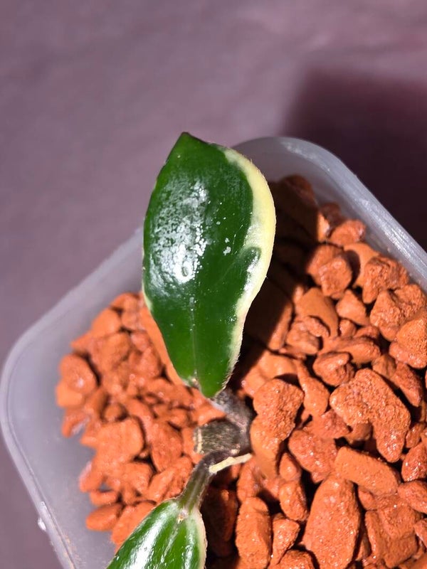 💚 Sehr Selten Hoya carnosa " Holliana " bewurzelt Top Cutting 💚