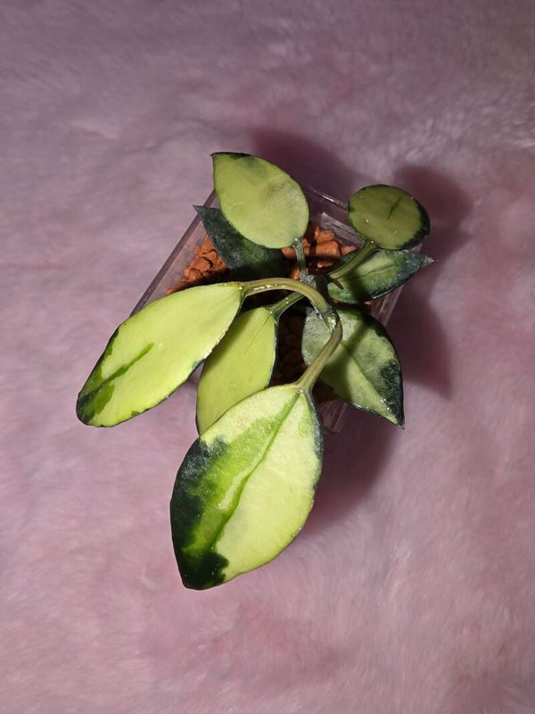 💚 Sehr Selten Hoya lacunosa " Platano " inner variegata Kopfsteckling 💚