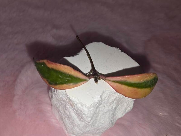 💚 Hoya bakoensis outer variegata Albomarginata Albo Top sunstressed Cuttings 💚