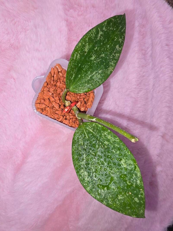 💚 Hoya rangsan Splash " Star of Borneo " Ableger