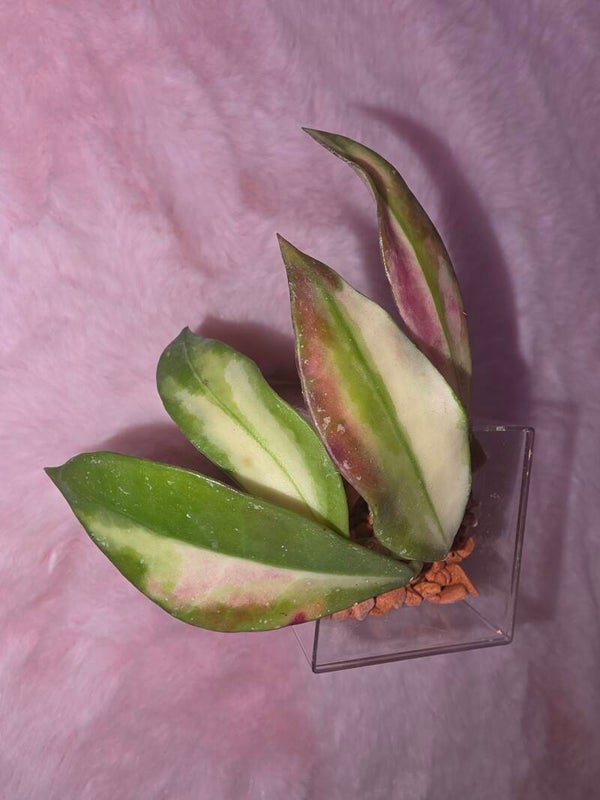 💚 Hoya walliniana inner variegata bewurzelt top Cutting 💚