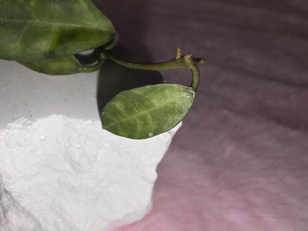 💚 Hoya lacunosa " Amarillo " peridot variegated unbewurzelter Ableger