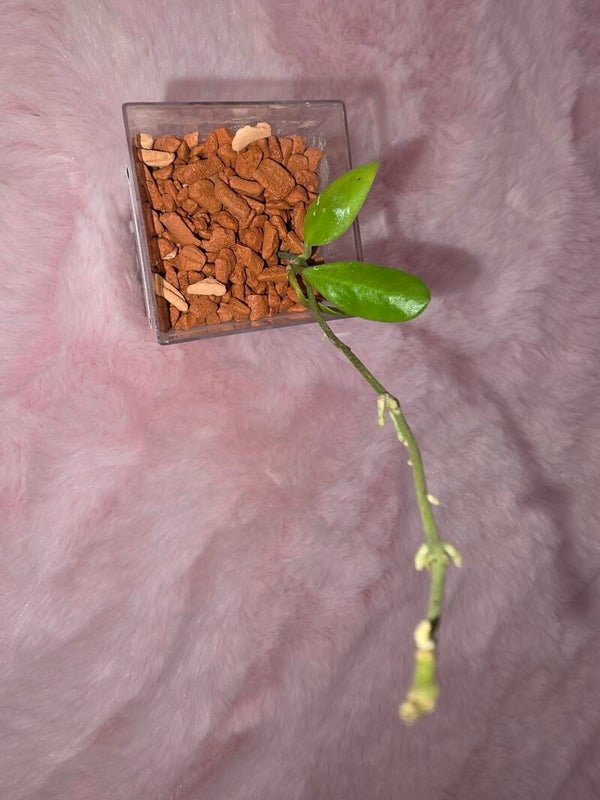 💚 Hoya SP. Sulawesi AP 1043 bewurzeltes Cutting 💚