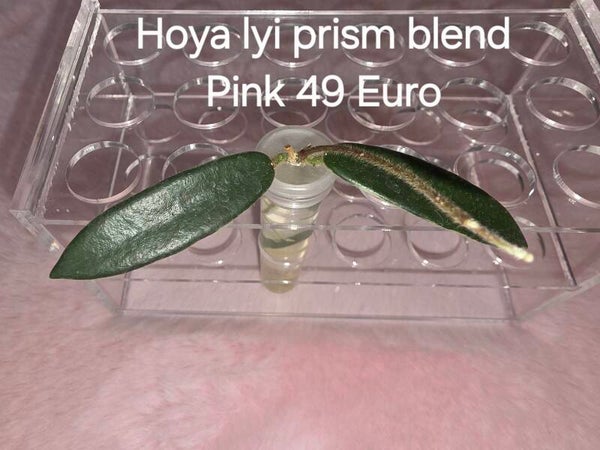 Hoya lyi Prism blend Pink Albo