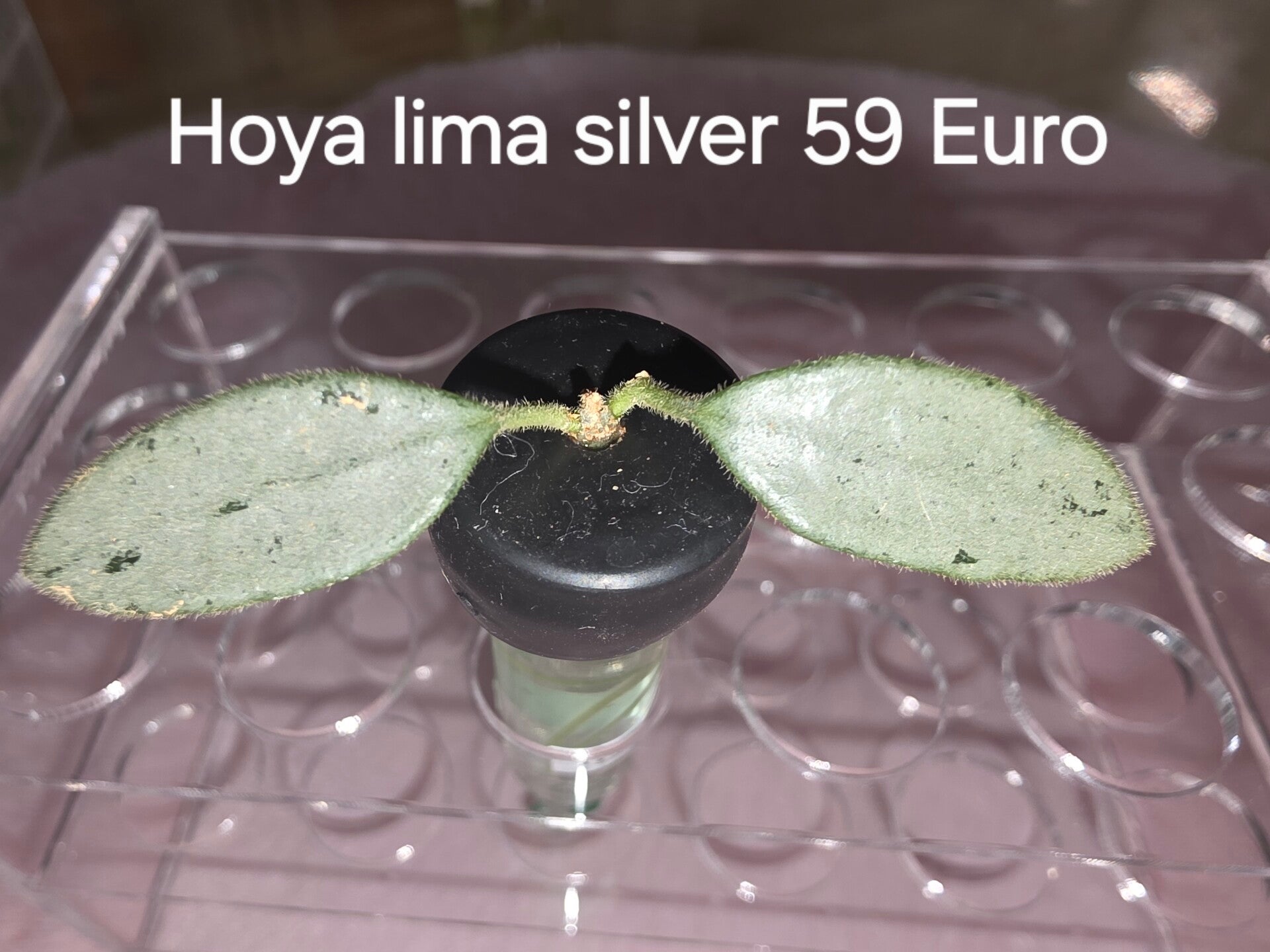 Hoya lima Silver