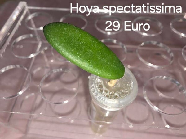 Hoya spectatissima