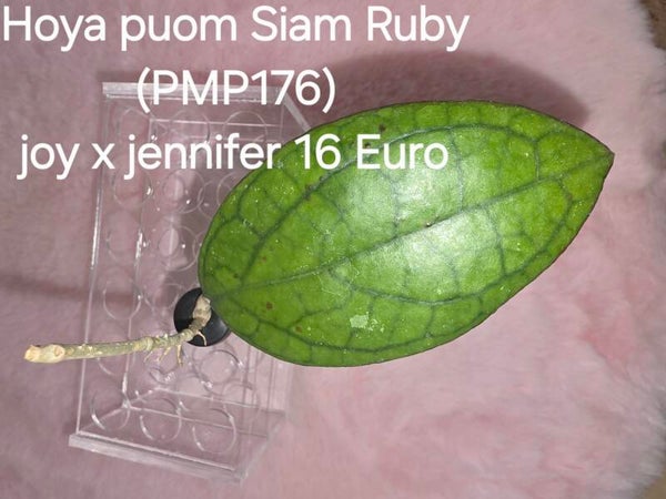 Hoya Puom Siam Ruby (PMP176) joy x jennifer