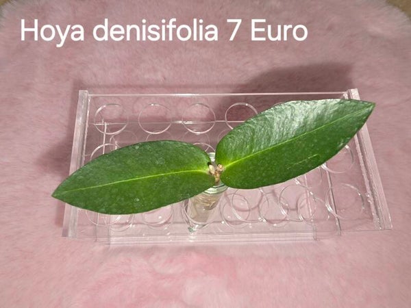 Hoya denisifolia
