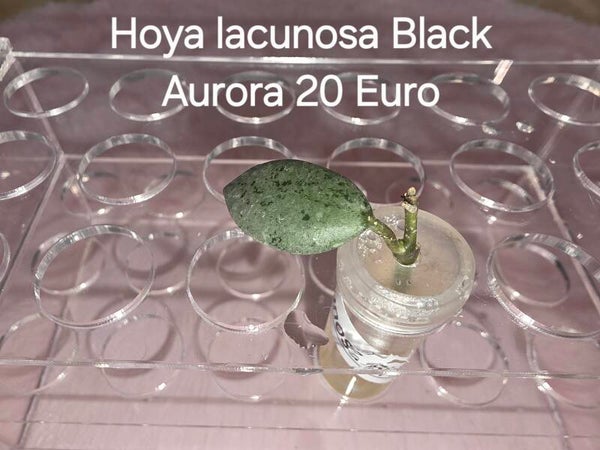 Hoya lacunosa Black Aurora