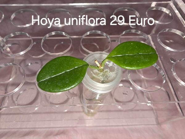 Hoya uniflora