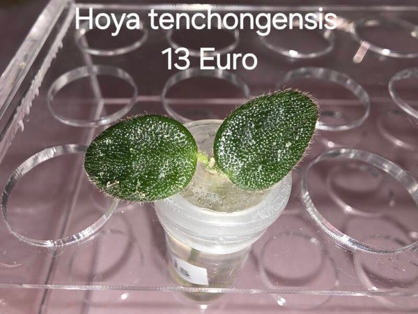 Hoya tengchongensis