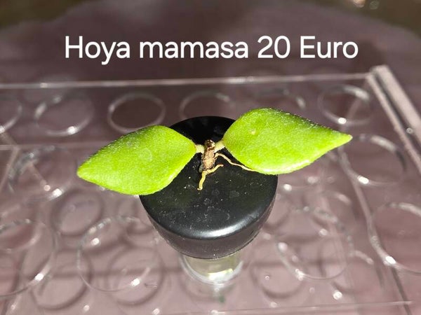 Hoya mamasa