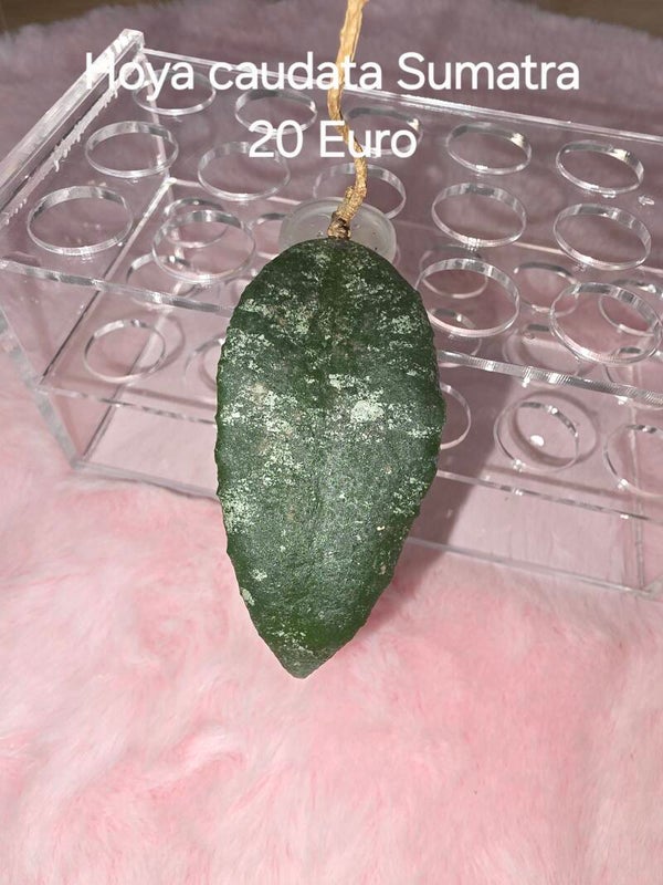 Hoya caudata Sumatra