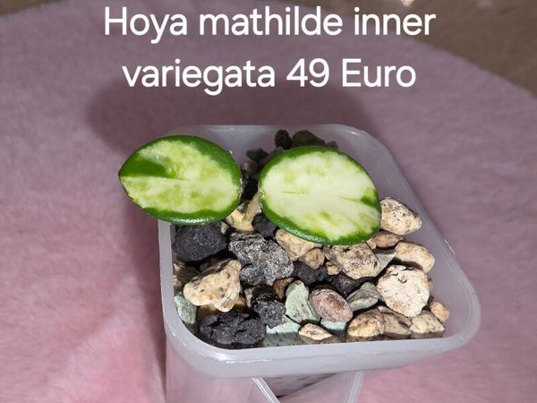 Hoya mathilde inner variegata