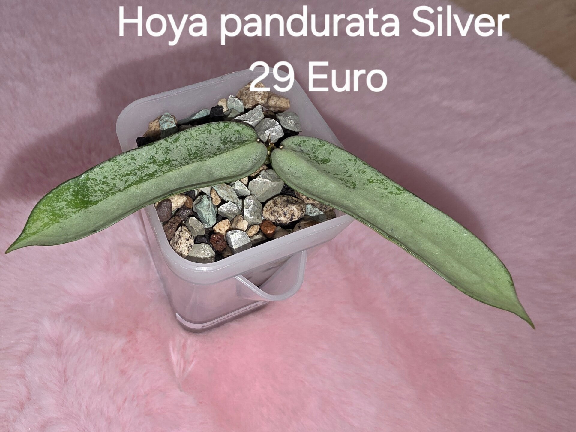 Hoya pandurata Silver
