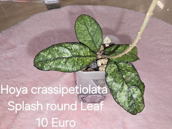 Hoya crassipetiolata Splash round Leaf