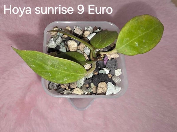 Hoya sunrise