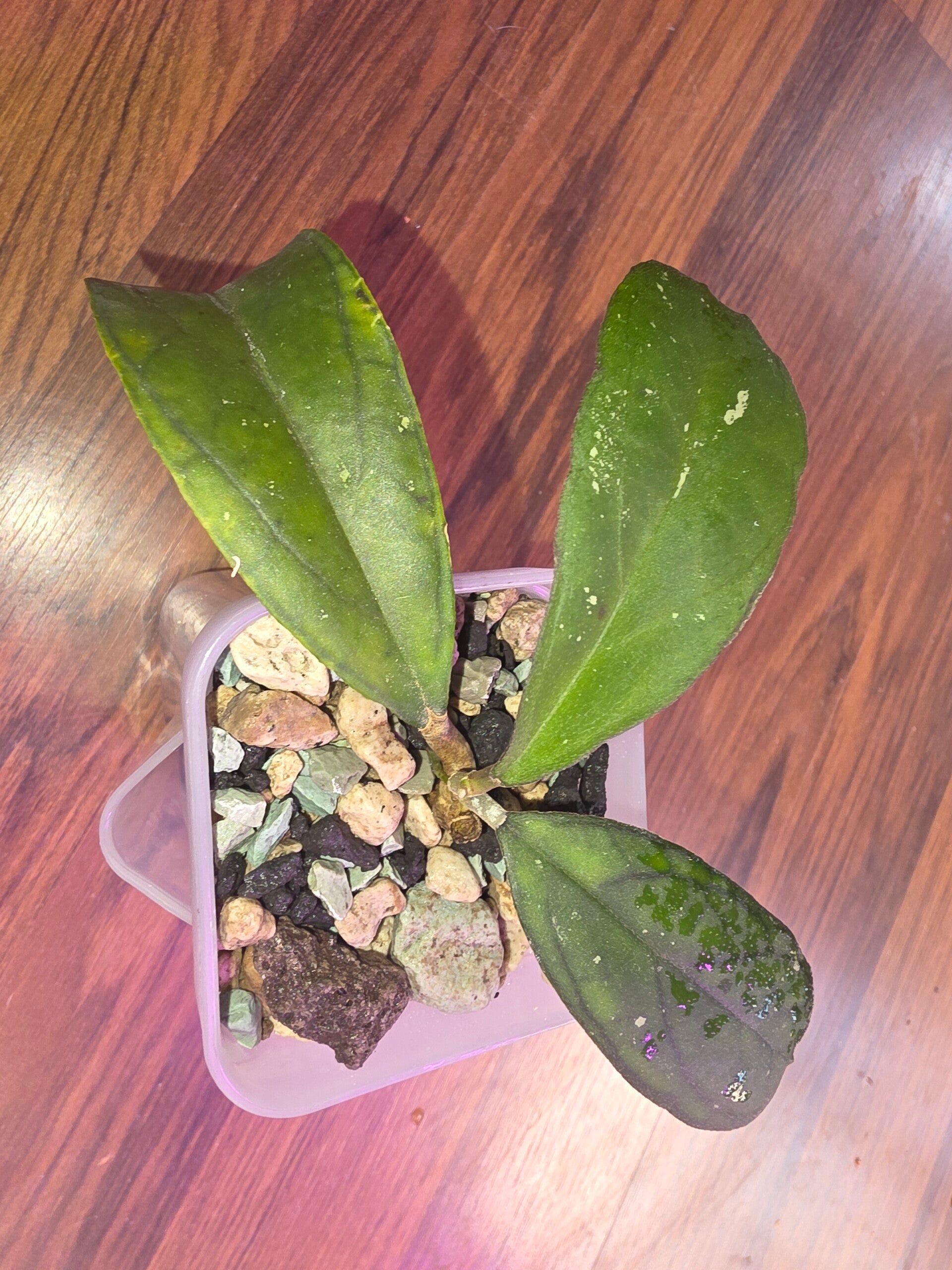 Hoya Sp. Aceh mutia