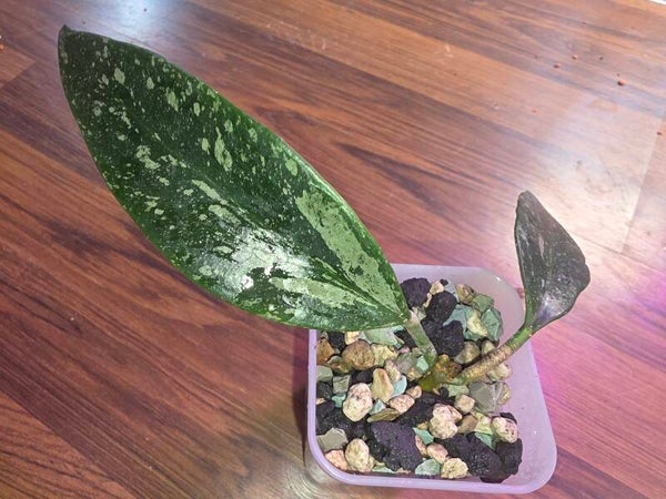 Hoya Hybride memoria x collina IR26 "memolina"