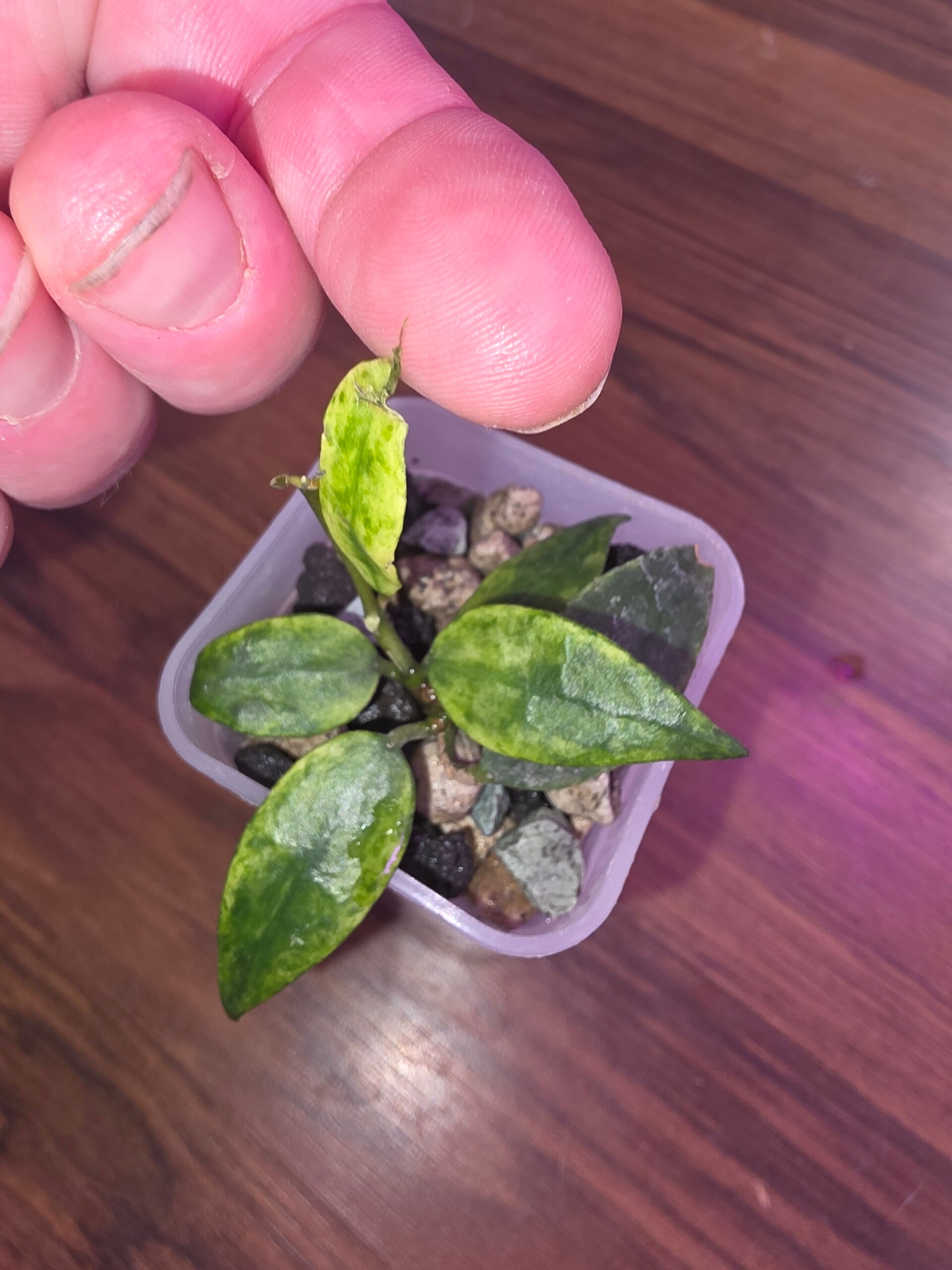 Hoya lacunosa Gold Lunar