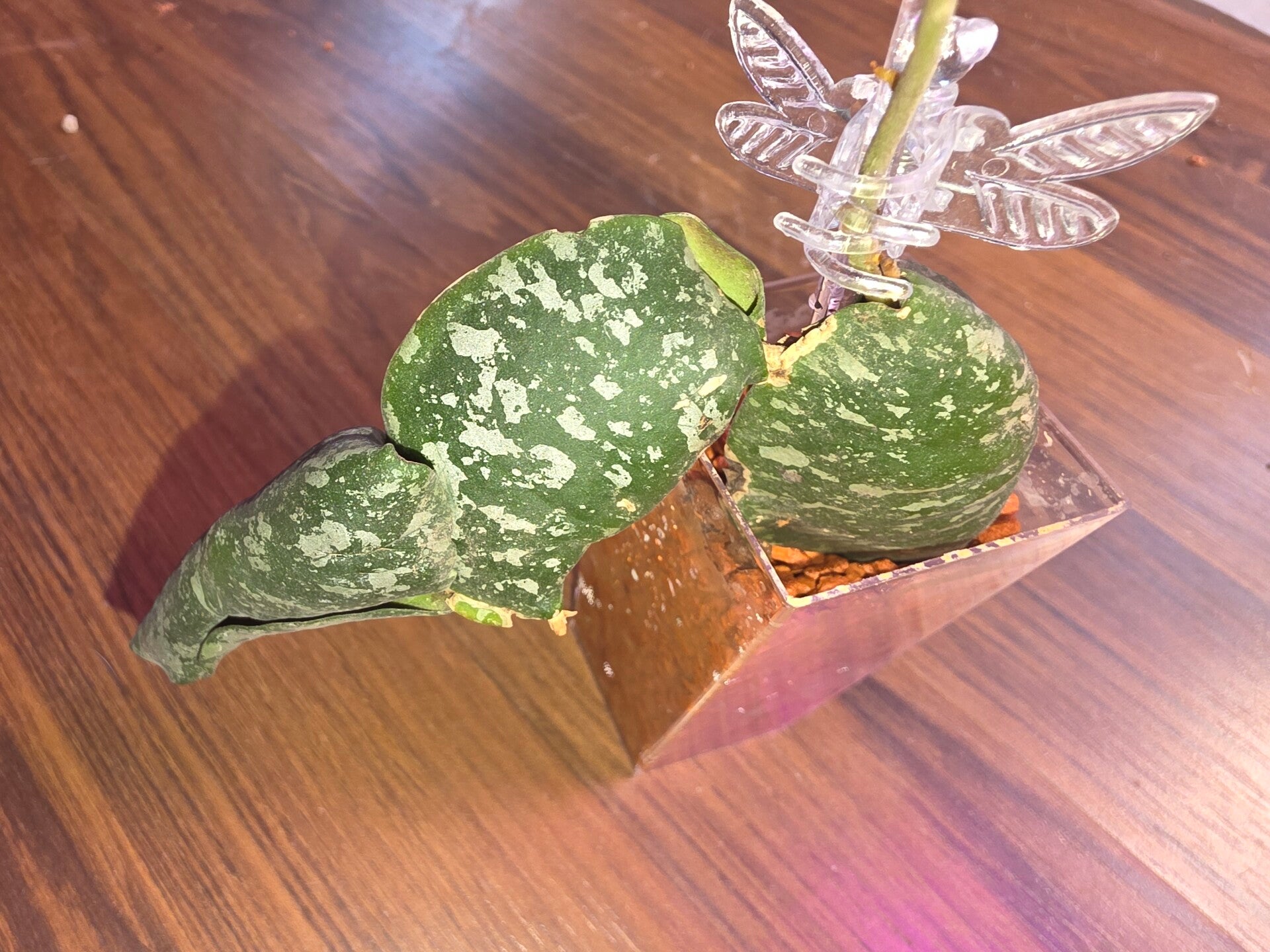 Hoya imbricata bewurzelt und aktiv wachsend