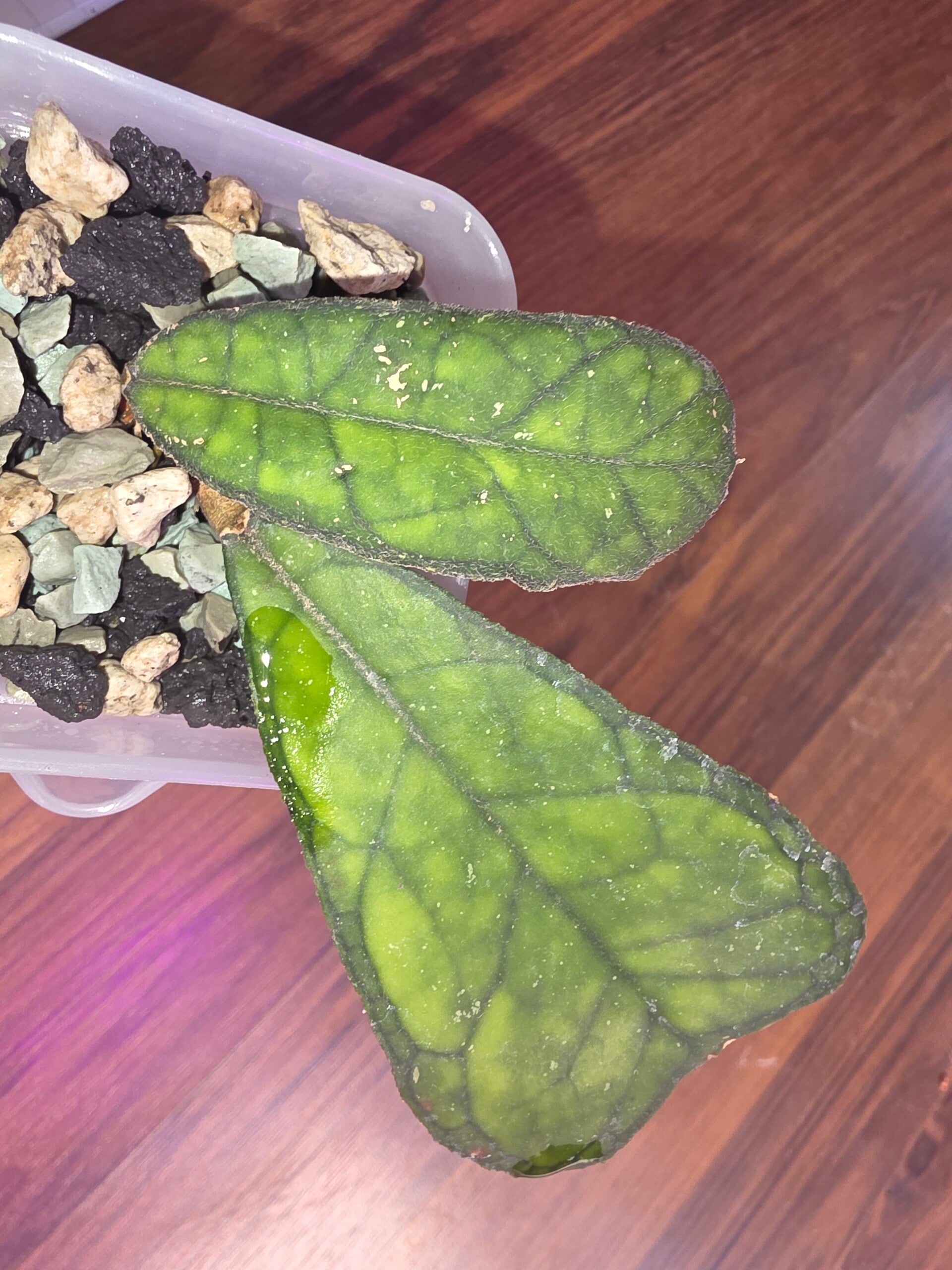 Hoya Sp. Aceh AFF. Dekei Deykeae