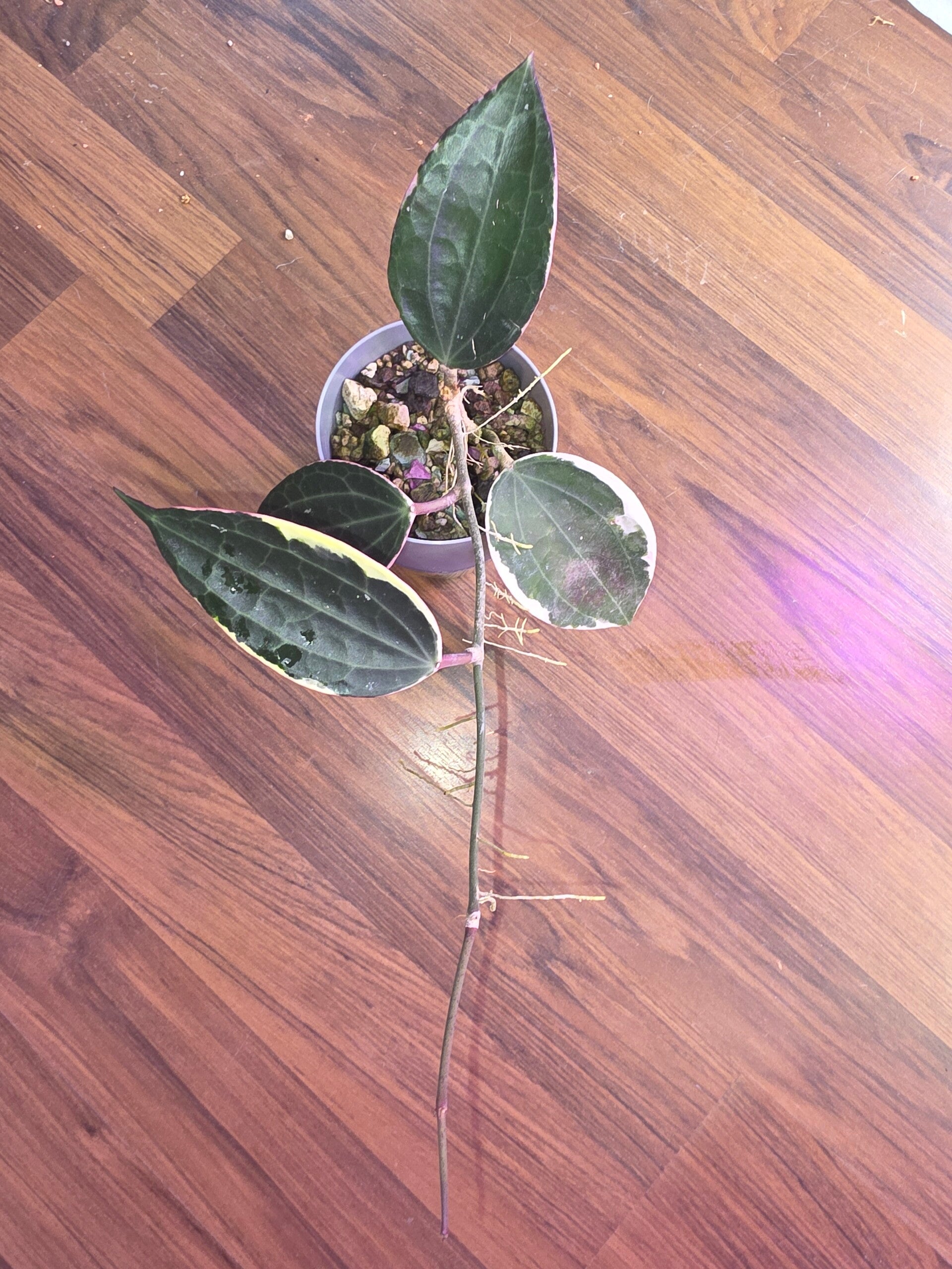 Hoya latifolia Albo outer variegata