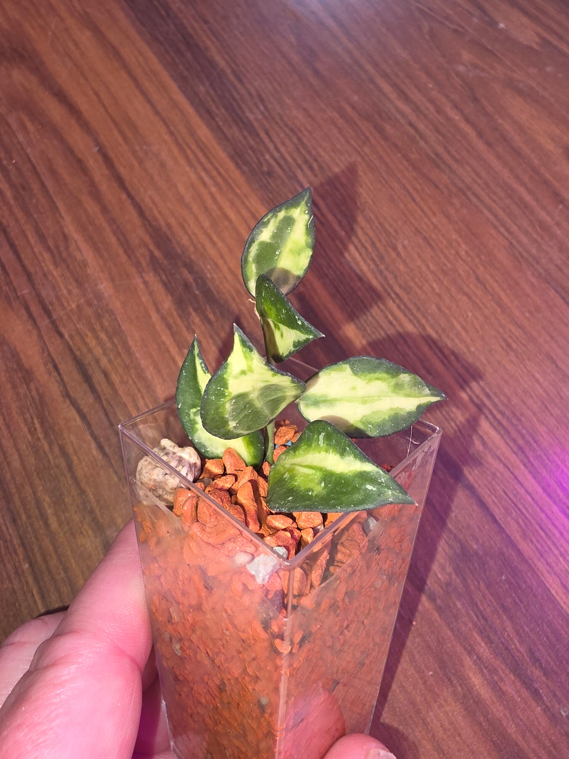 Hoya lacunosa Illumi variegata