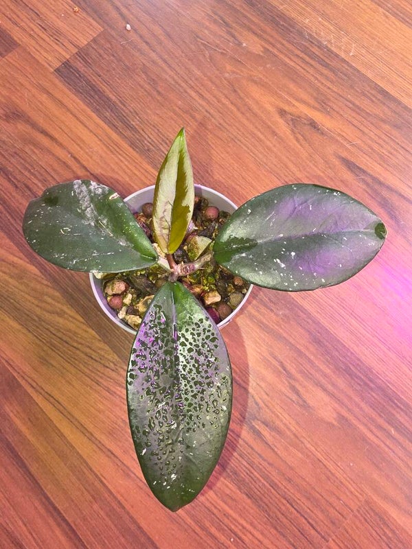 Hoya Hybride pubicalyx Royal Hawaiian Purple x fungii "Sao 111"