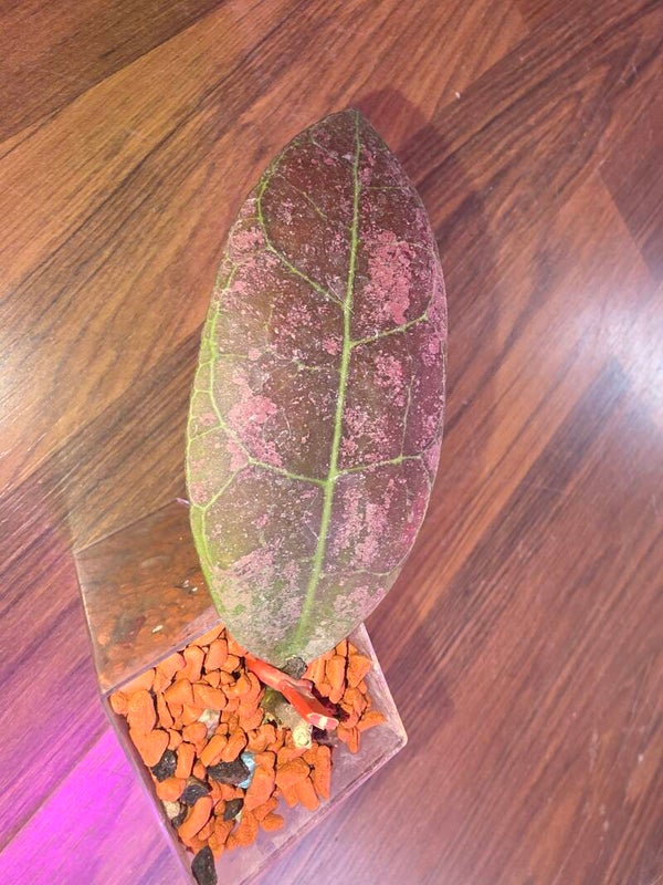 Hoya Aff. Lambii pink Splash sunstressed