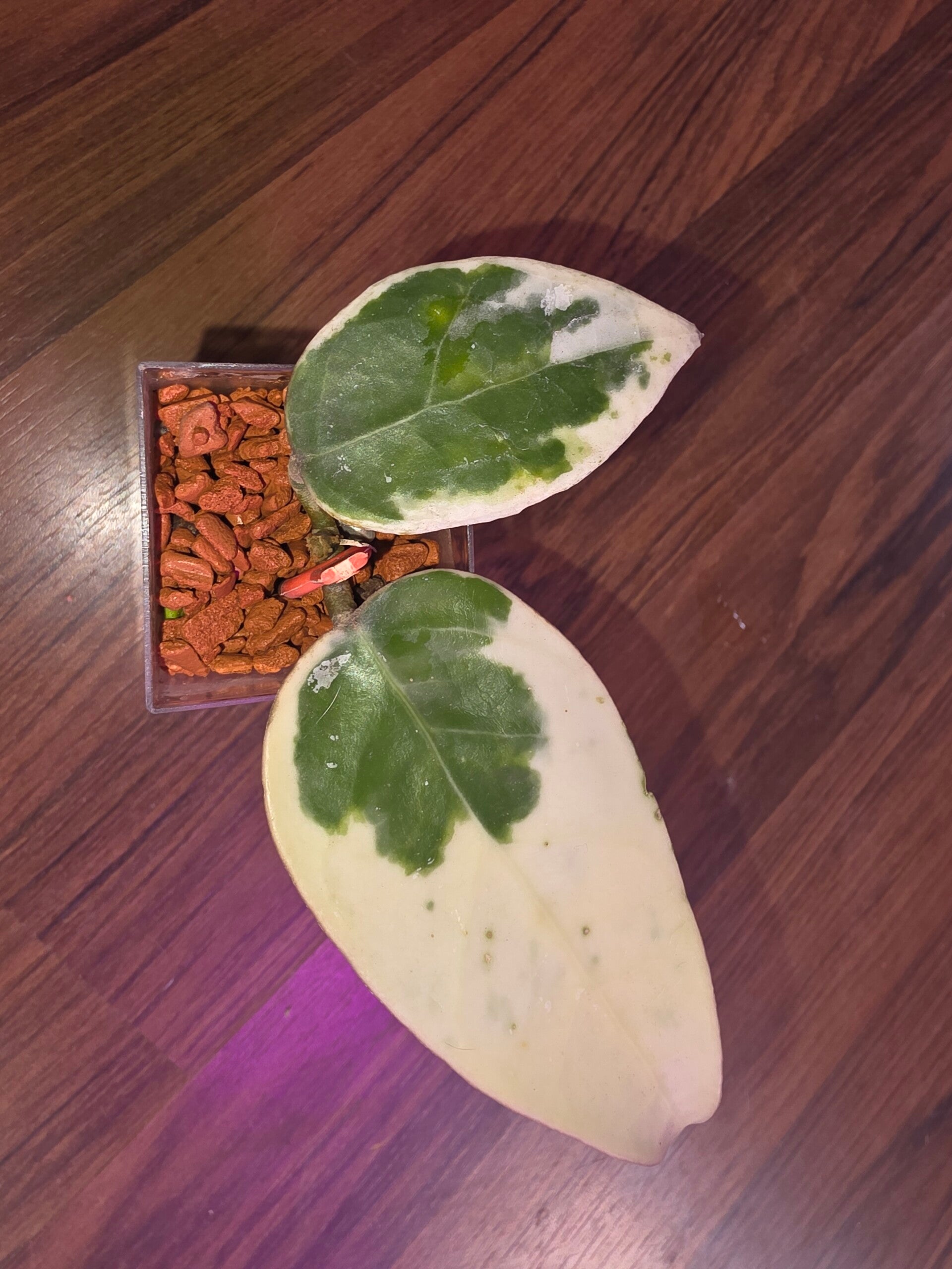 Sehr Selten Hoya verticillata Sp. Panglay West Java outer variegata