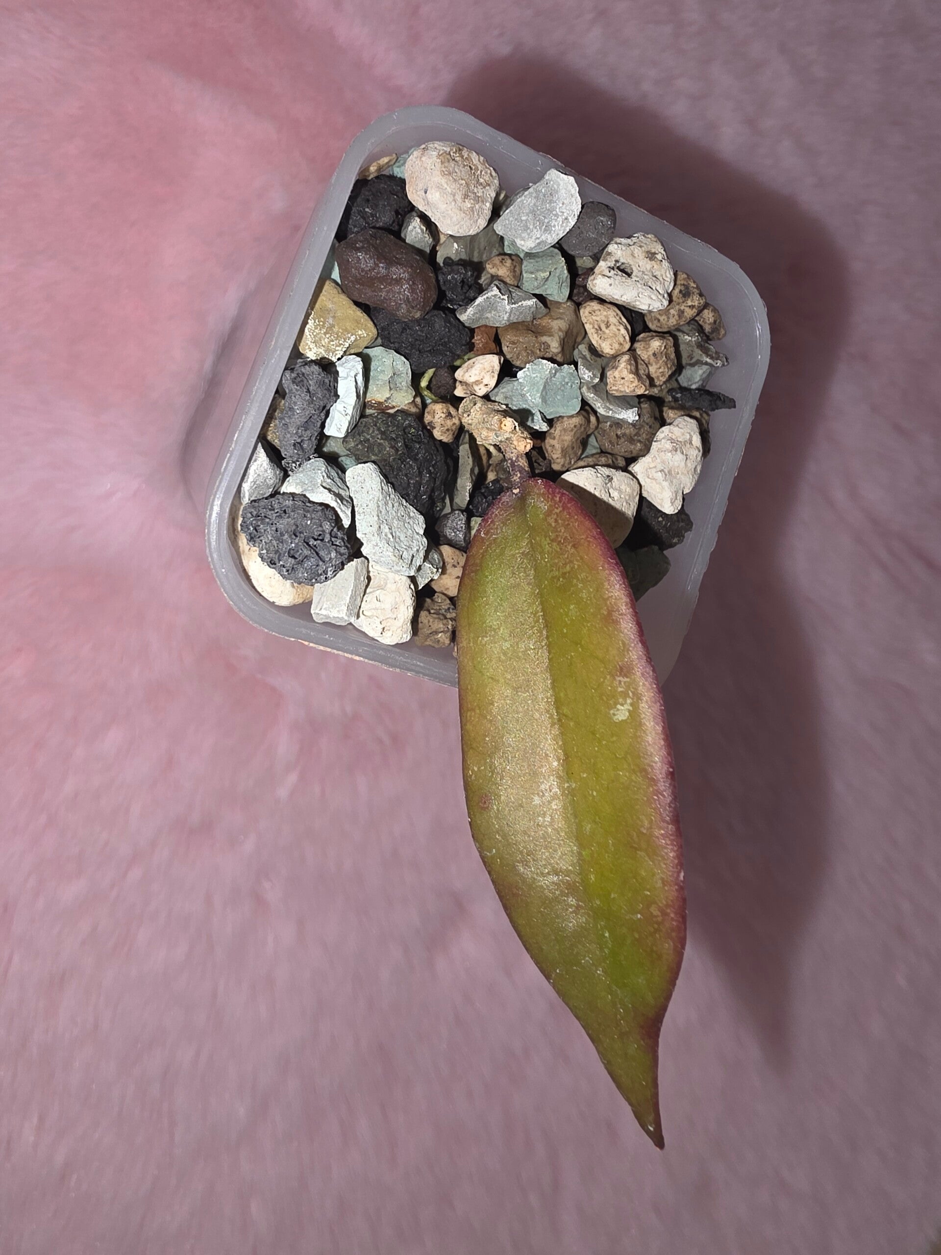 Hoya sangguensis Borneo (Flower Flip Back)
