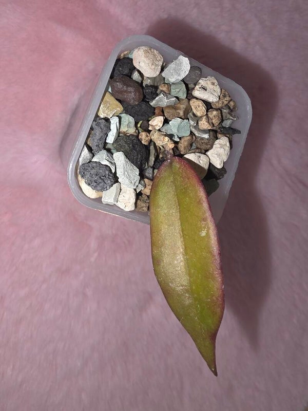 Hoya sangguensis Borneo (Flower Flip Back)