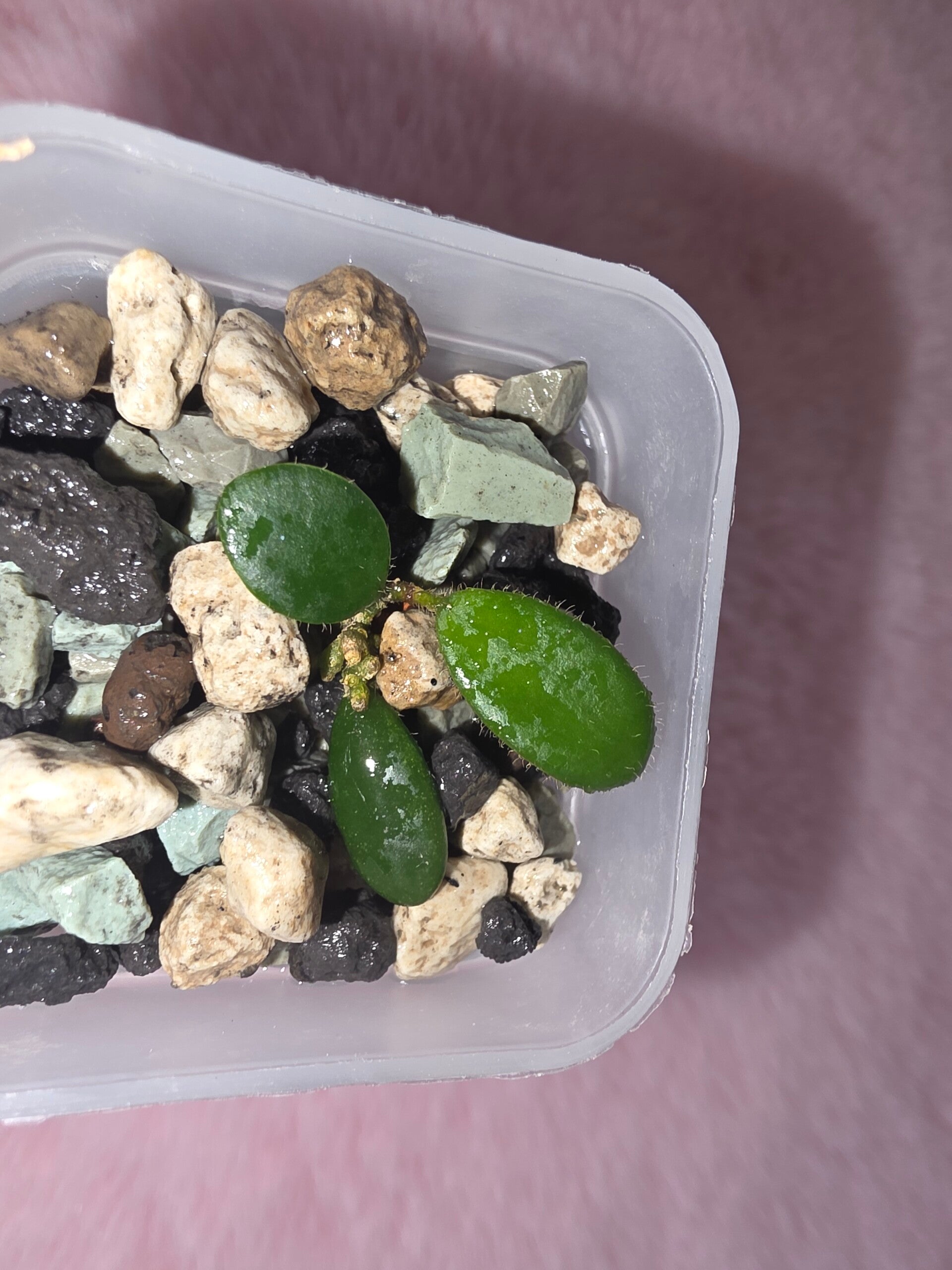 Hoya edamame bewurzelt und wächst aktiv