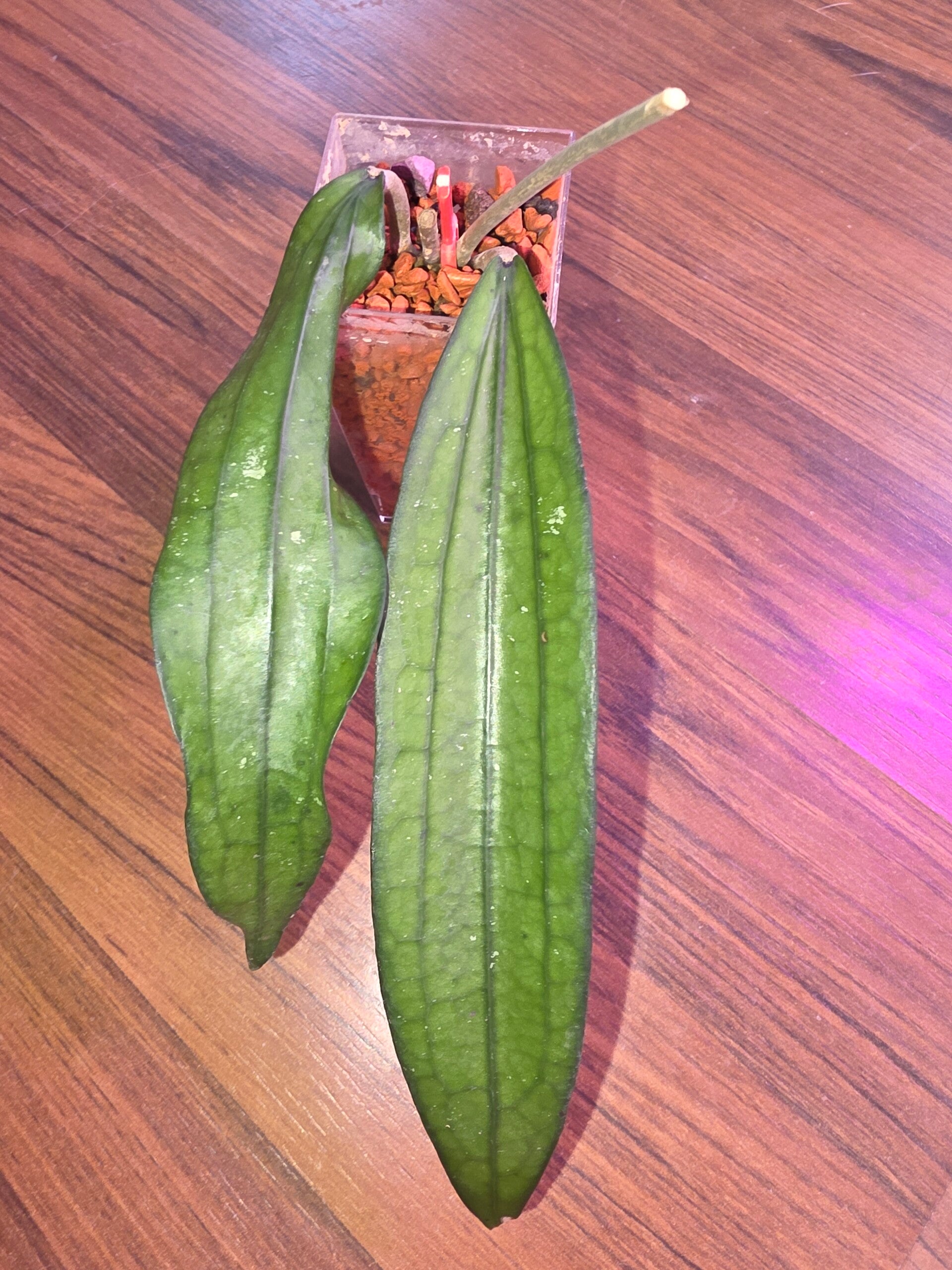 Hoya Sp. Benkulu Rindu Rafflesia