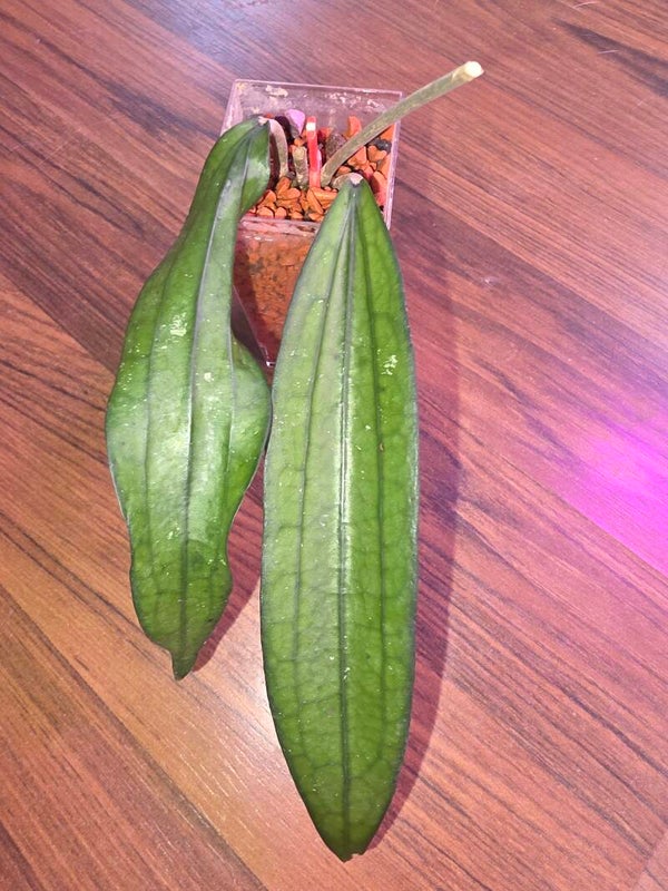 Hoya Sp. Benkulu Rindu Rafflesia