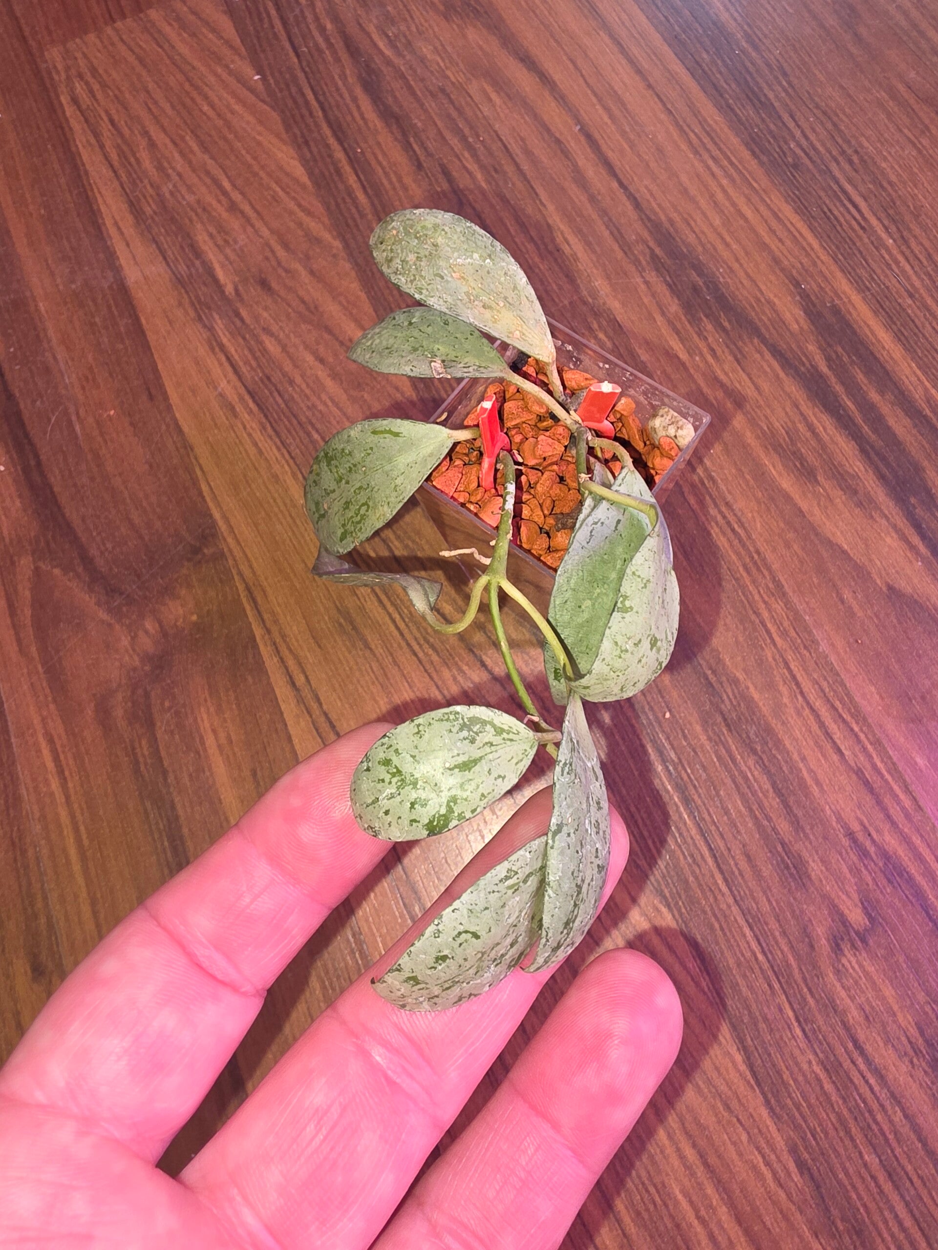 Hoya lacunosa Green Flame