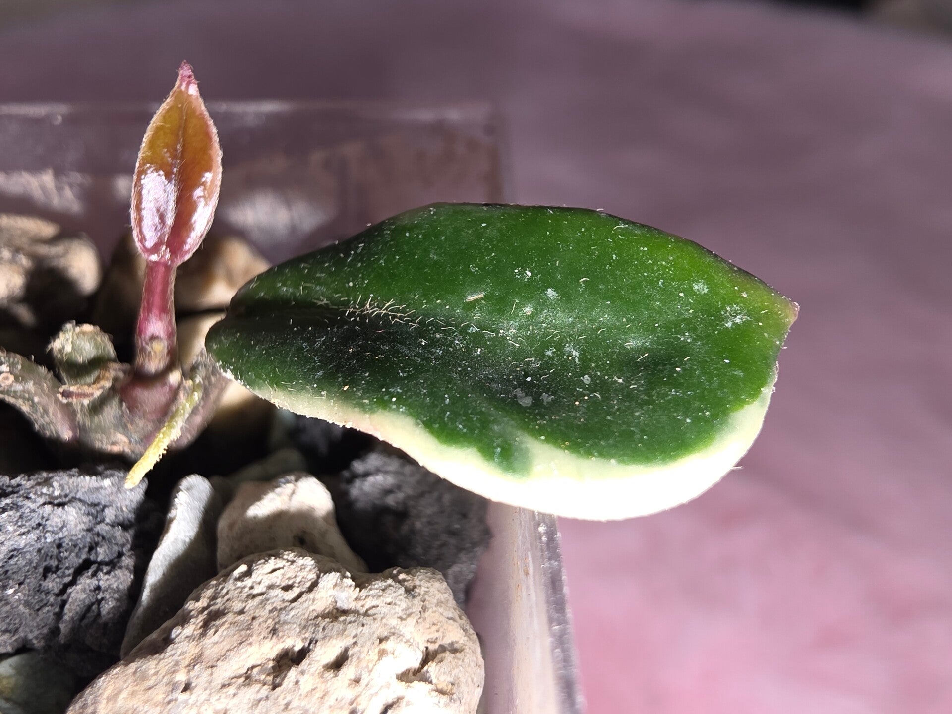Hoya carnosa Holliana outer variegata (Albo)