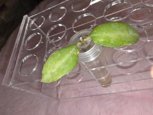 Hoya lacunosa Peridot variegata