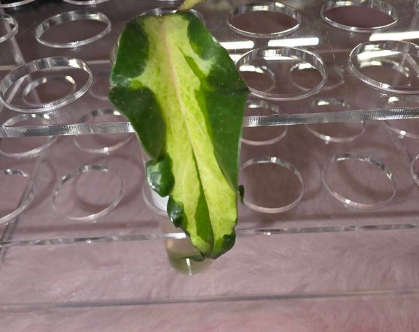 Hoya kenejiana "Nugget" inner variegata