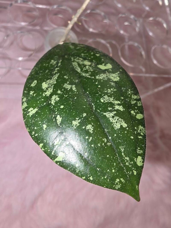 Hoya AFF. Vitellina silver Splash