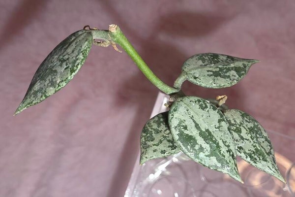 Hoya lacunosa Leopard Skin