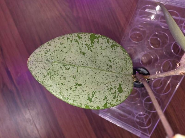 Hoya verticillata Silver Heart