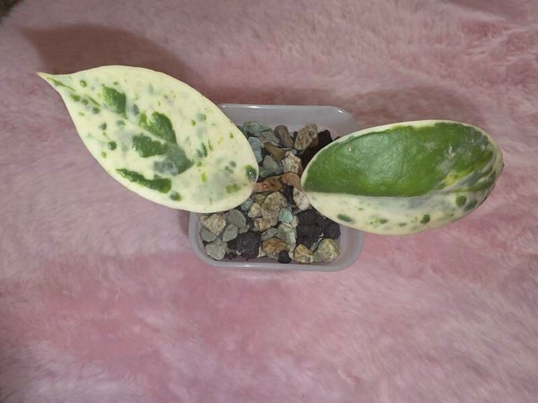 Hoya carnosa Madara Snow Angel