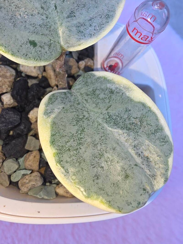 🦄 Hoya carnosa Argentea Picta🦄