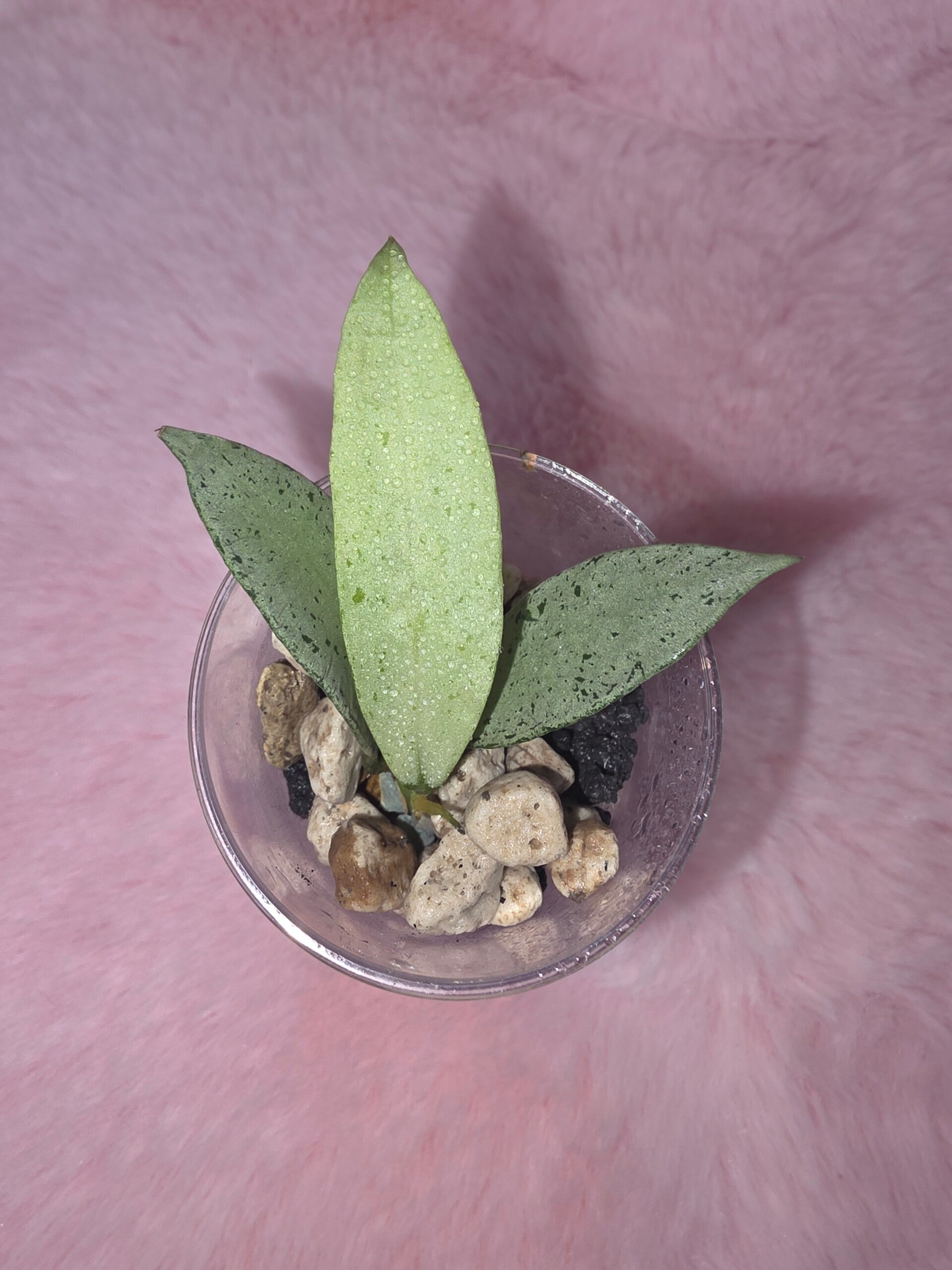 Hoya lacunosa Winter Pandora